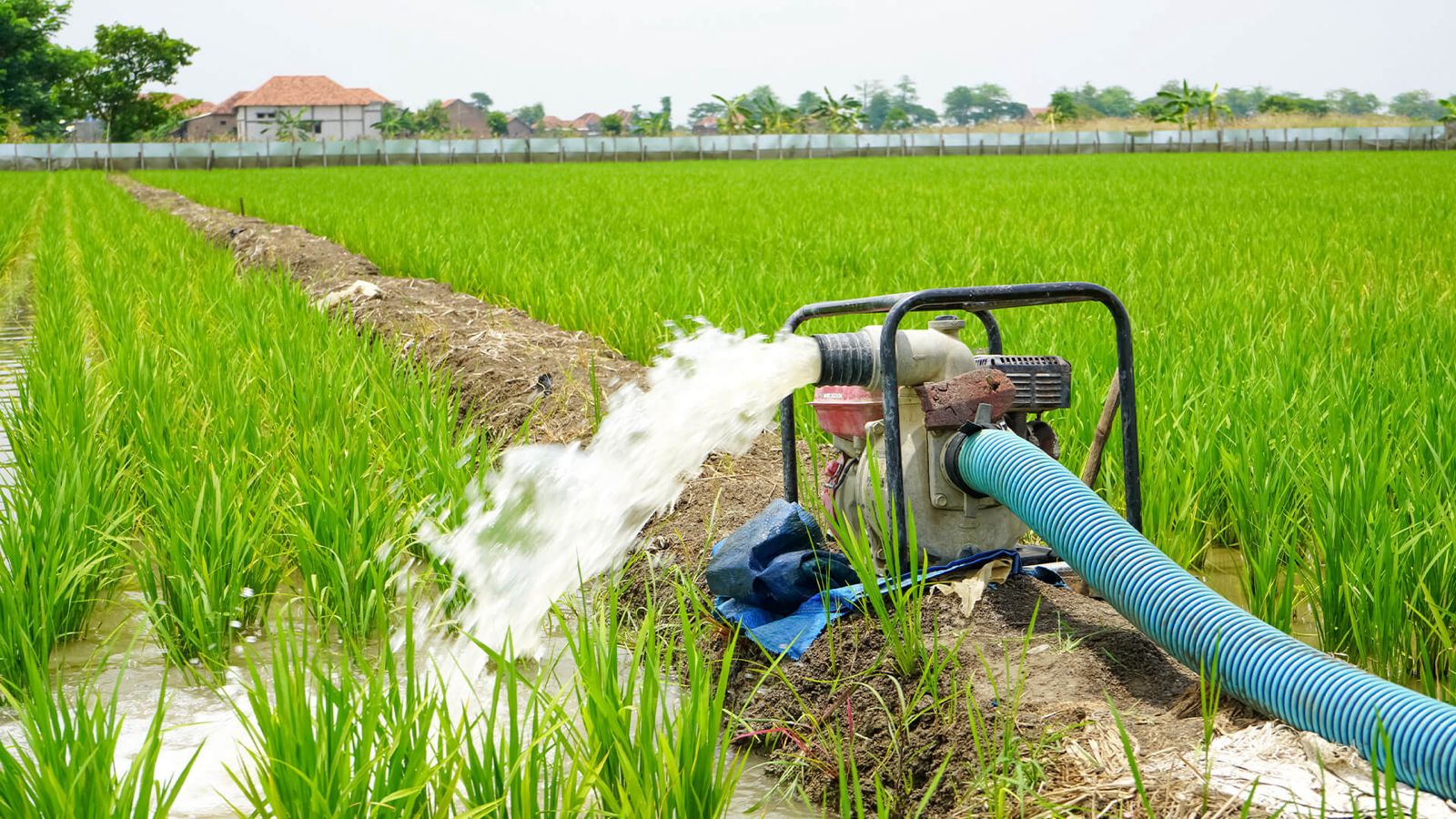 Agriculture